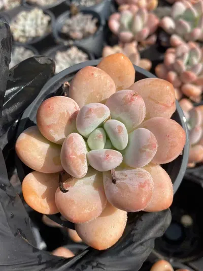 Laurel Single — photo 1 of 6