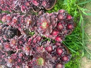 Aeonium Aeonium 'Lena' succulent — wholesale export from Yunnan, China