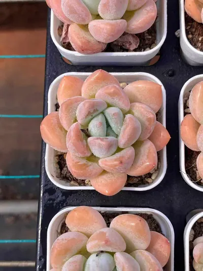 Echeveria Lightning succulent — wholesale export from Yunnan, China