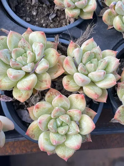 Lime Beauty Cluster — photo 3 of 6