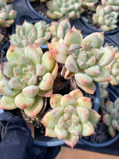 Lime Beauty Cluster — photo 4 of 6