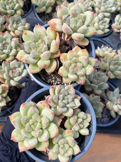 Lime Beauty Cluster — photo 6 of 6