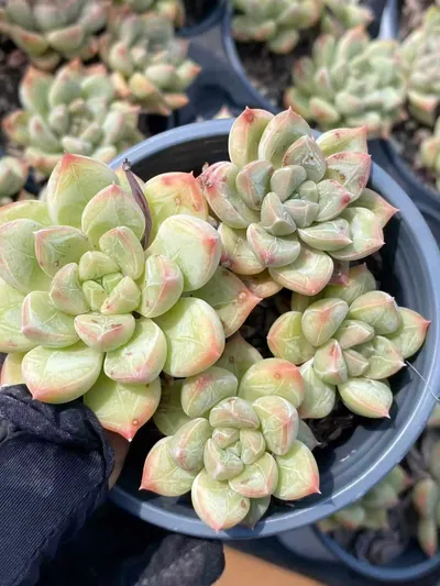 Echeveria Lime Beauty Cluster succulent — wholesale export from Yunnan, China