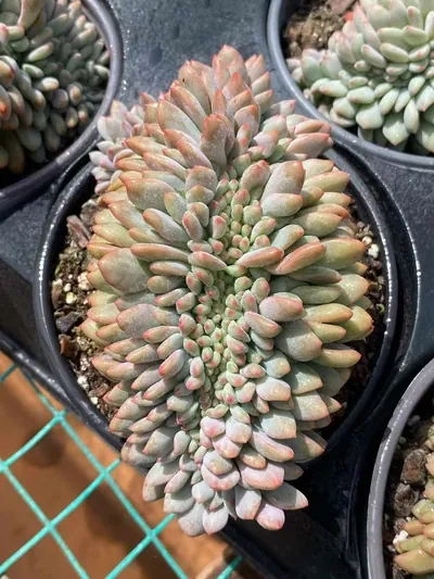 Lin Yichen Crested — wholesale Echeveria from Yunnan, China