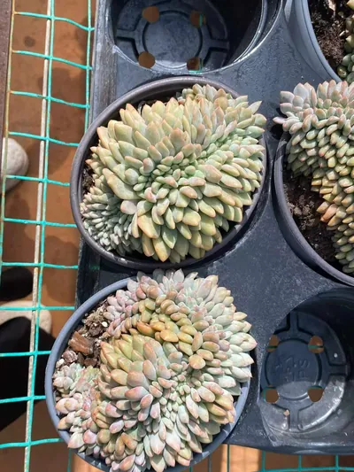 Lin Yichen Crested — photo 5 of 6
