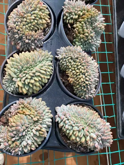 Lin Yichen Crested — photo 6 of 6