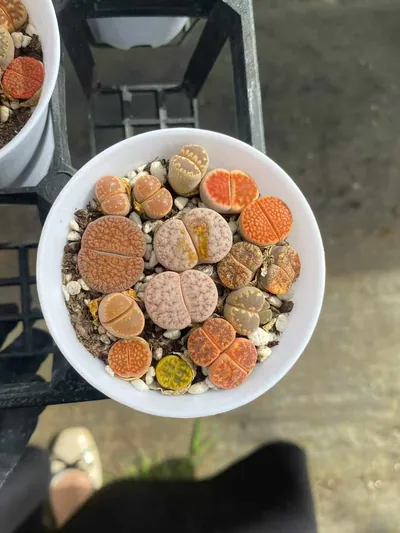 Lithops 'Macaron' — photo 2 of 6