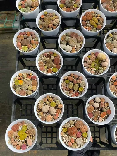 Lithops 'Macaron' — photo 3 of 6