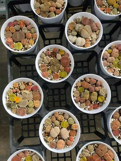 Lithops 'Macaron' — photo 4 of 6