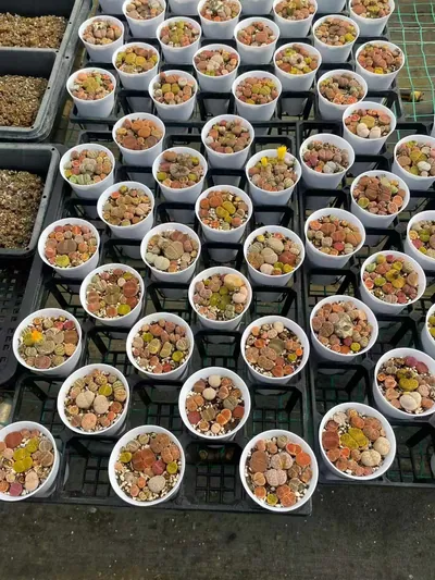 Lithops 'Macaron' — photo 5 of 6