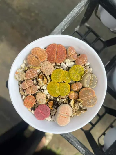 Lithops 'Macaron' — photo 6 of 6