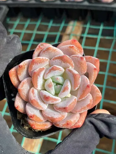 Little Lily — wholesale Echeveria from Yunnan, China