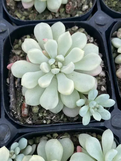Little Red Egg Variegated — wholesale Echeveria from Yunnan, China