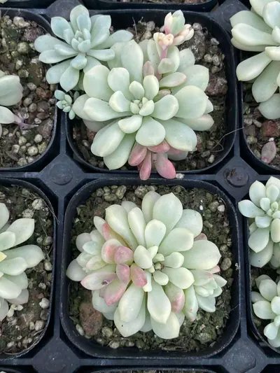 Little Red Egg Variegated — photo 2 of 6