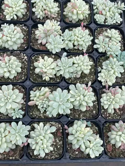 Little Red Egg Variegated — photo 3 of 6