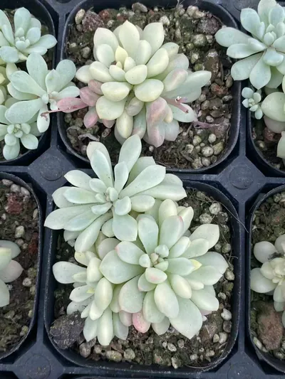 Little Red Egg Variegated — photo 4 of 6