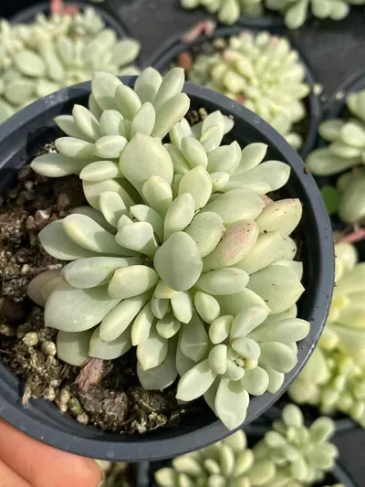 Little Red Egg Variegated — photo 5 of 6