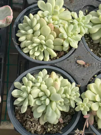 Little Red Egg Variegated — photo 6 of 6