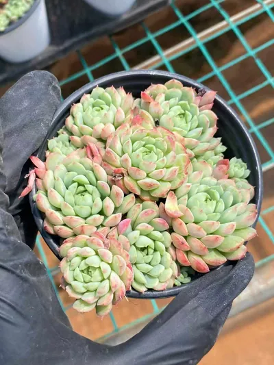 Little Red Envelope — wholesale Echeveria from Yunnan, China