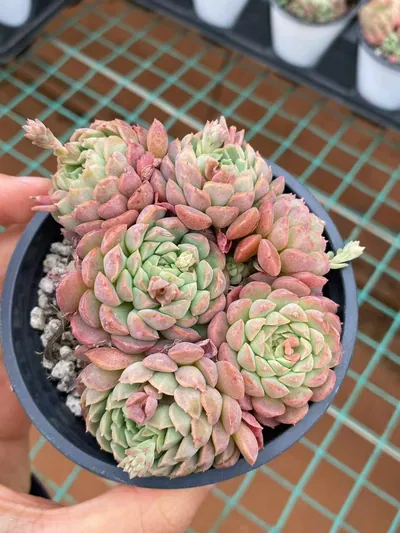 Little Red Envelope Cluster — wholesale Echeveria from Yunnan, China