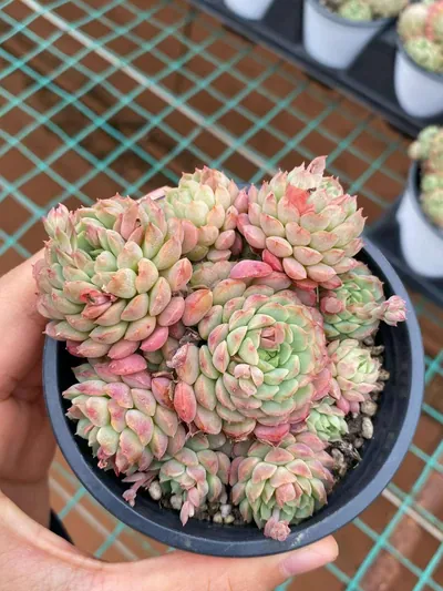 Little Red Envelope Cluster — photo 2 of 4
