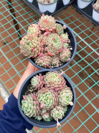Little Red Envelope Cluster — photo 3 of 4