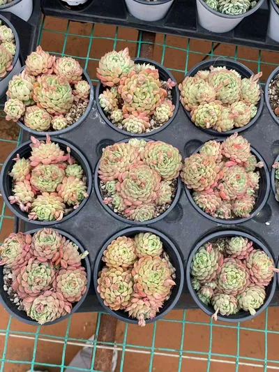 Little Red Envelope Cluster — photo 4 of 4