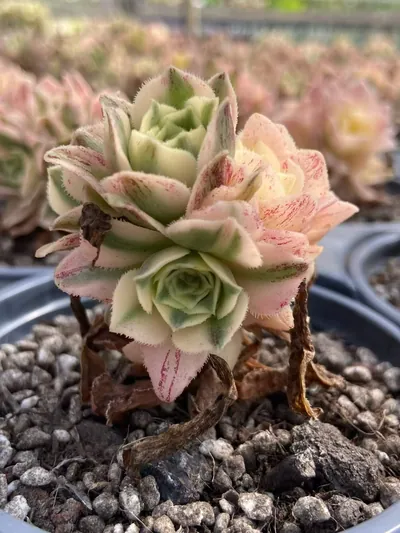 Little White Phoenix — wholesale Echeveria from Yunnan, China