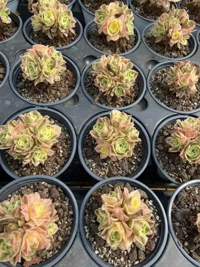 Little White Phoenix — photo 6 of 6