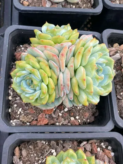 Longing Cluster — photo 2 of 6