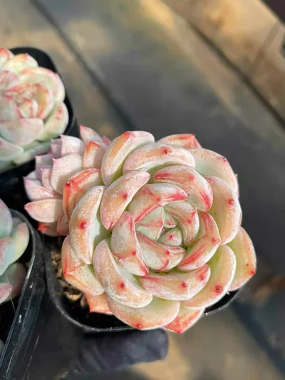 Echeveria Longing Twin-head succulent — wholesale export from Yunnan, China