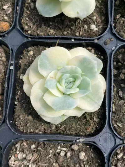 Echeveria Lovely Rose Variegated succulent — wholesale export from Yunnan, China
