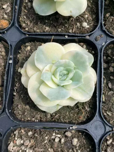 Lovely Rose Variegated — wholesale Echeveria from Yunnan, China