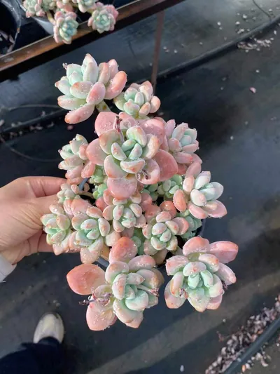 Luoshen Goddess Cluster — wholesale Echeveria from Yunnan, China