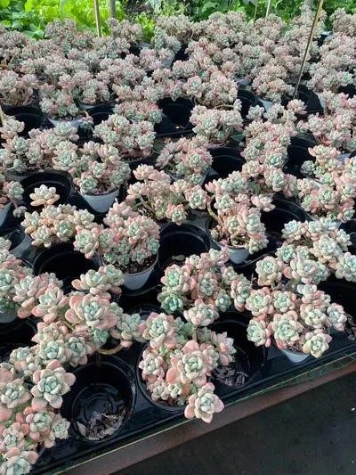 Luoshen Goddess Cluster — photo 2 of 6
