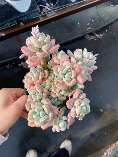 Luoshen Goddess Cluster — photo 3 of 6