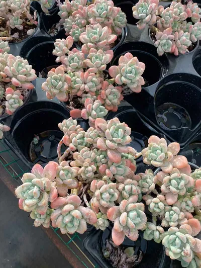 Luoshen Goddess Cluster — photo 4 of 6