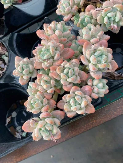 Luoshen Goddess Cluster — photo 5 of 6