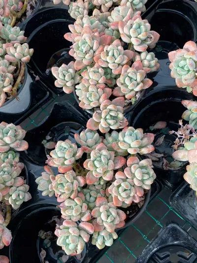 Luoshen Goddess Cluster — photo 6 of 6