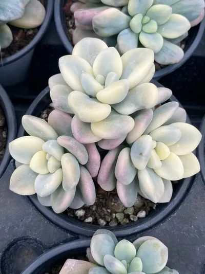 Luoshen Goddess Variegated Cluster — wholesale Echeveria from Yunnan, China