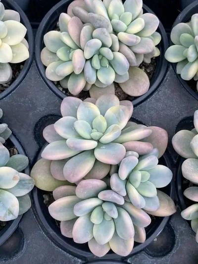 Luoshen Goddess Variegated Cluster — photo 2 of 6