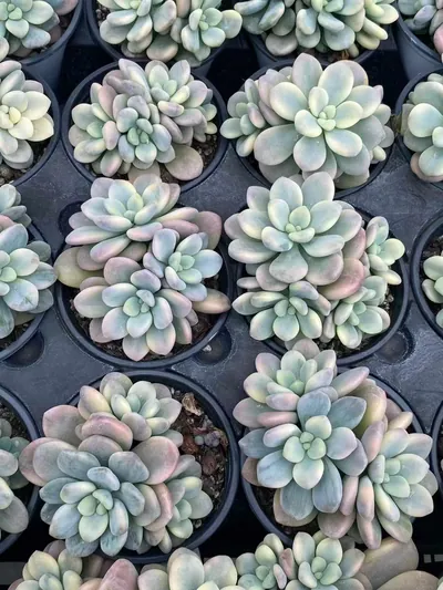 Luoshen Goddess Variegated Cluster — photo 3 of 6