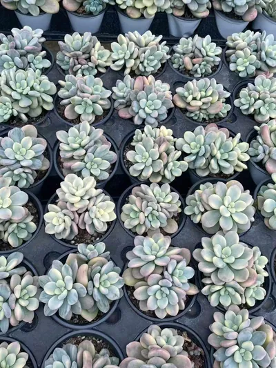 Luoshen Goddess Variegated Cluster — photo 4 of 6