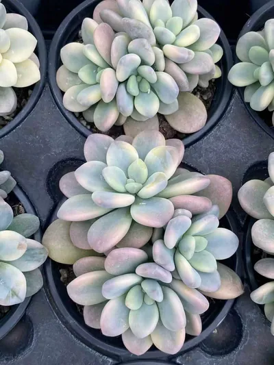 Luoshen Goddess Variegated Cluster — photo 6 of 6