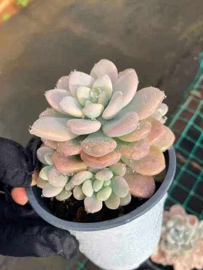 Luoshen Goddess Variegated Offset Cluster — photo 1 of 4