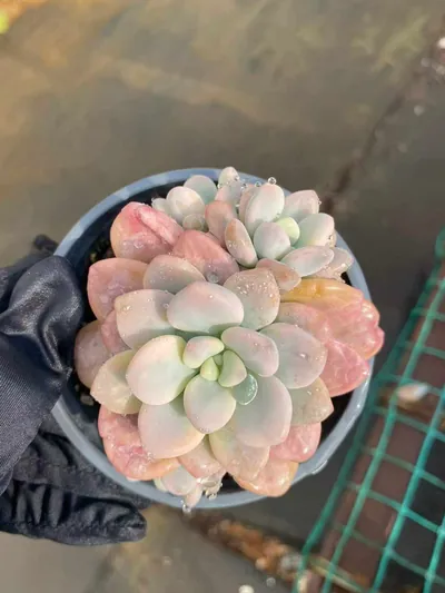 Luoshen Goddess Variegated Offset Cluster — photo 2 of 4
