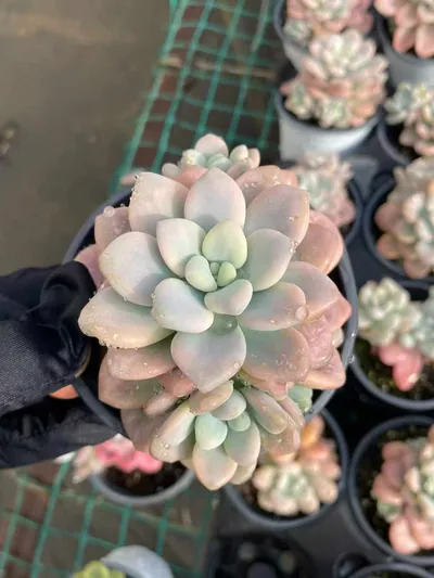 Luoshen Goddess Variegated Offset Cluster — photo 3 of 4