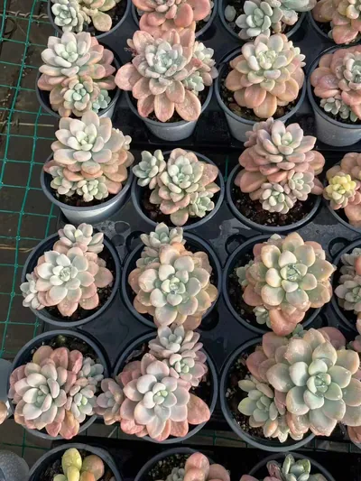 Luoshen Goddess Variegated Offset Cluster — photo 4 of 4