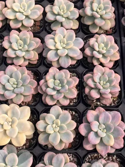 Luoshen Goddess Variegated Single — wholesale Echeveria from Yunnan, China