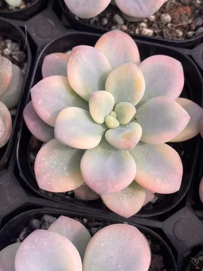 Luoshen Goddess Variegated Single — photo 2 of 6